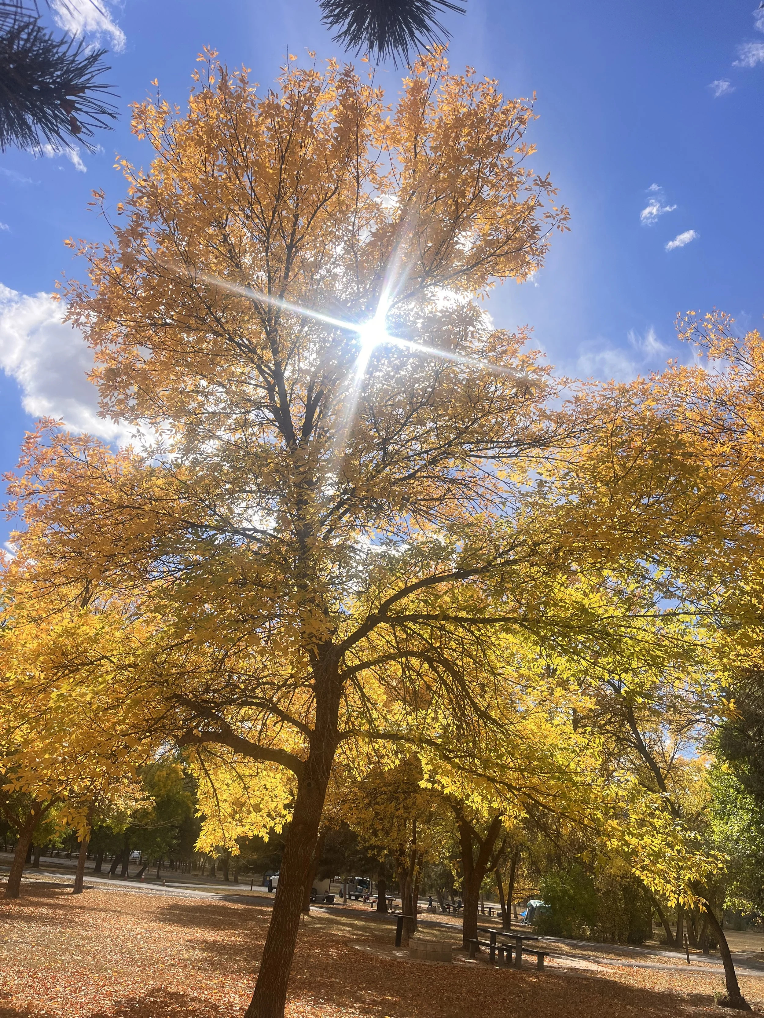 Sun shining through the branches of a colorful autumn tree in a park with other trees, benches, and a parking lot in the background.