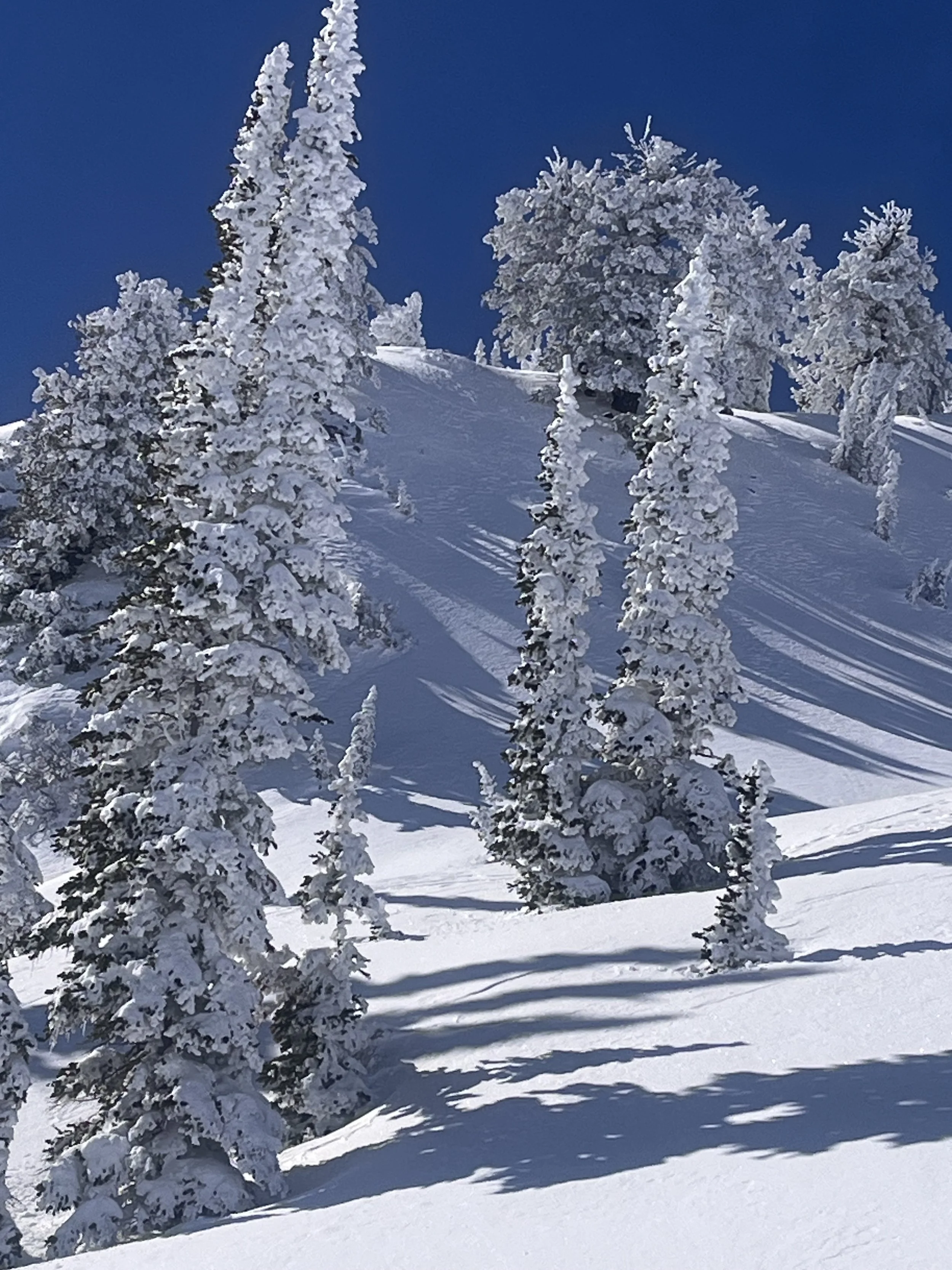 Snow-covered trees on a mountain slope under a clear blue sky