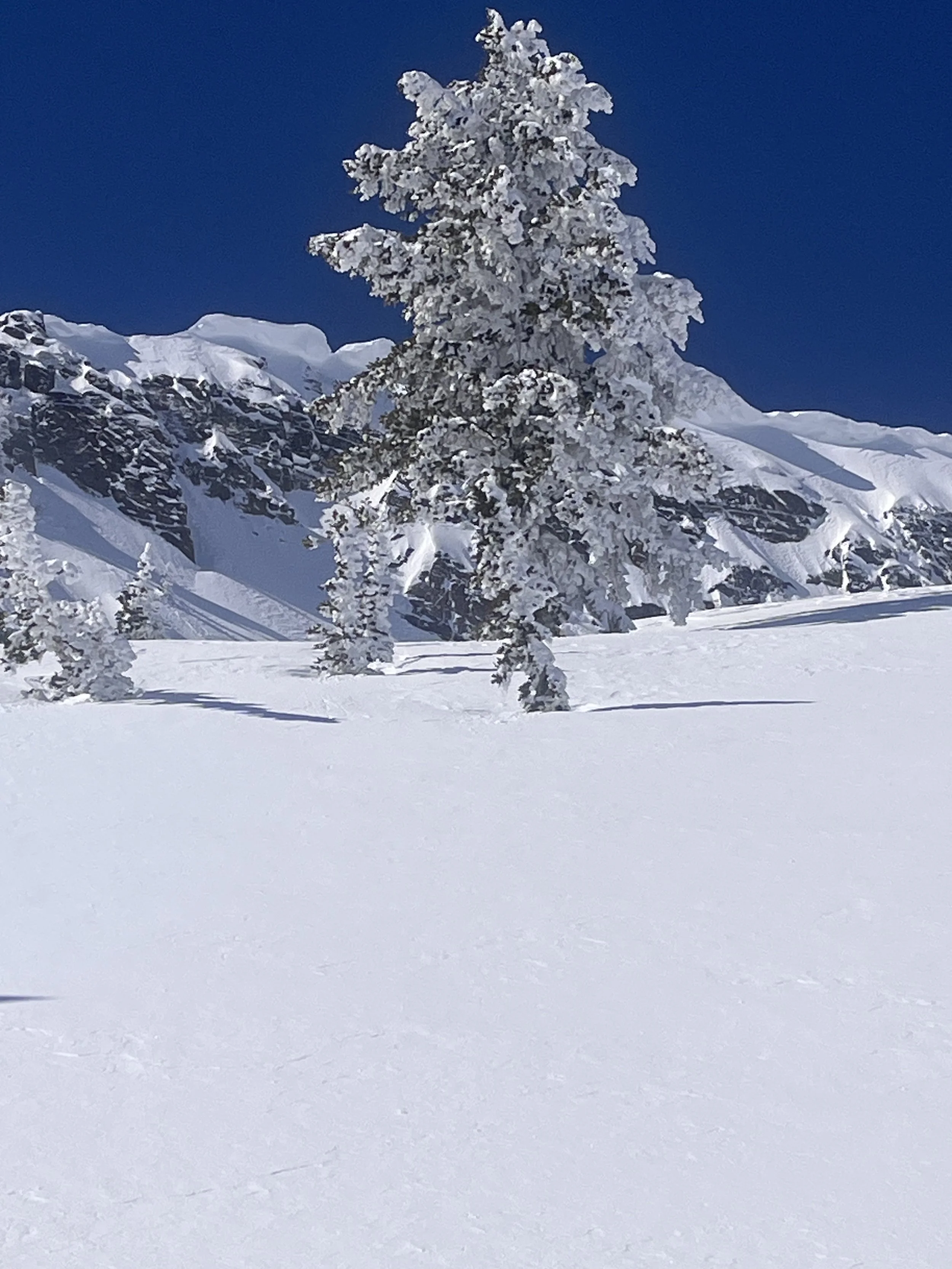 Snow-covered landscape with a snow-laden tree, rocky mountain in the background, and a clear blue sky.