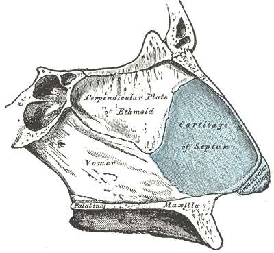 Breathing and Beauty- Why Rhinoplasty  is also a functional surgery