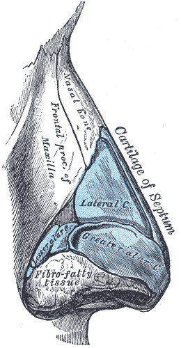 The Architecture of the Nasal Tip — Why Cartilage Support Matters More Than Skin