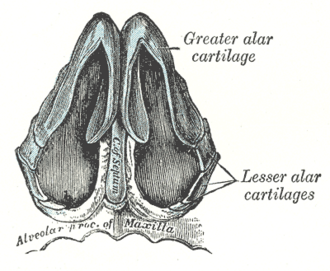 Columella and Nostril Show: Understanding the Profile View From Below