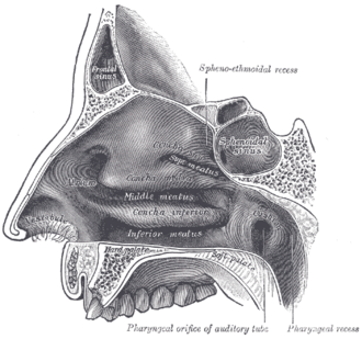 Enlarged Turbinates: The Overlooked Cause of a Blocked Nose