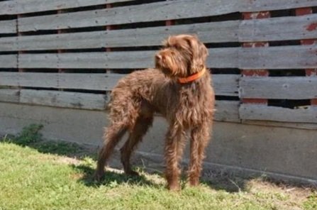 Pudelpointer with brown fur standing outdoors next to a wooden fence.