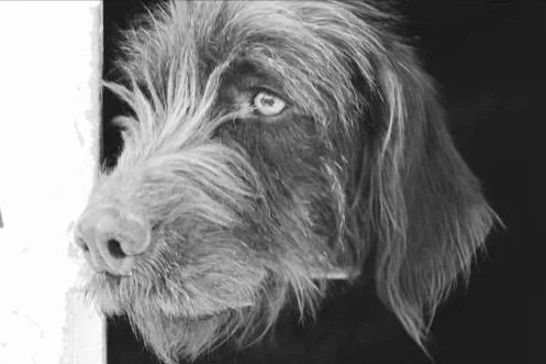 Close-up of a Pudelpointer's face, showing detailed fur and one eye looking to the side in black and white.