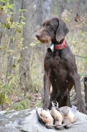 A Pudelpointer with a orange collar standing in a forested area near a rock with three woodcocks.