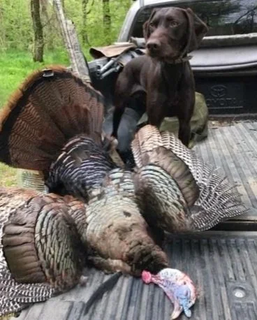 A hunting dog sitting on a truck bed with two dead turkeys laying in front of it.