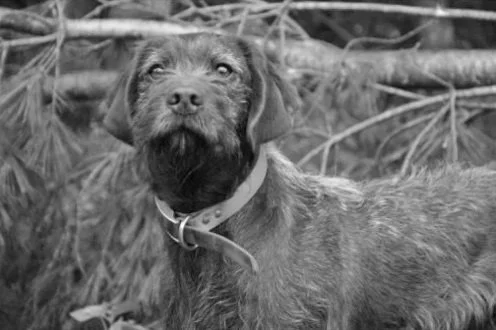 Black and white photo of a Pudelpointer with a collar, standing outdoors among fallen branches and foliage.