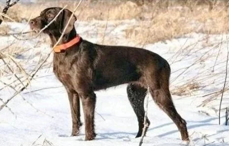 Pudelpointer standing in snow.