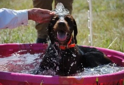 Pudelpointer in a pink kiddie pool being cooled down, with a person rinsing its head and water splashing.