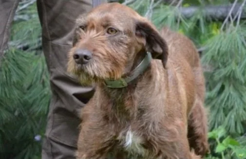 A Pudelpointer with a white patch on its chest standing outdoors near greenery