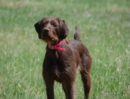 A brown Pudelpointer wearing a pink collar standing on green grass in a park.