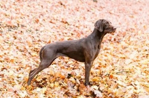 A Pudelpointer standing on a ground covered with fallen autumn leaves.