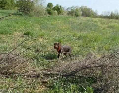 Pudelpointer standing amidst green grass and branches in an open field with trees in the background.