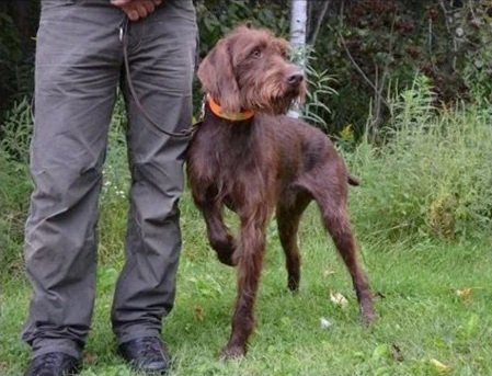 A person standing next to a  Pudelpointer outdoors in a grassy area.