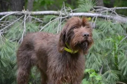 A Pudelpointer standing outdoors in a forested area with green foliage and pine branches.