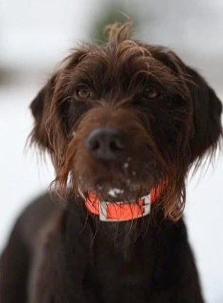 Close-up of a Pudelpointer with a reddish collar, looking at the camera.