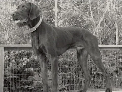 A Pudelpointer standing outdoors with a fence and trees in the background.
