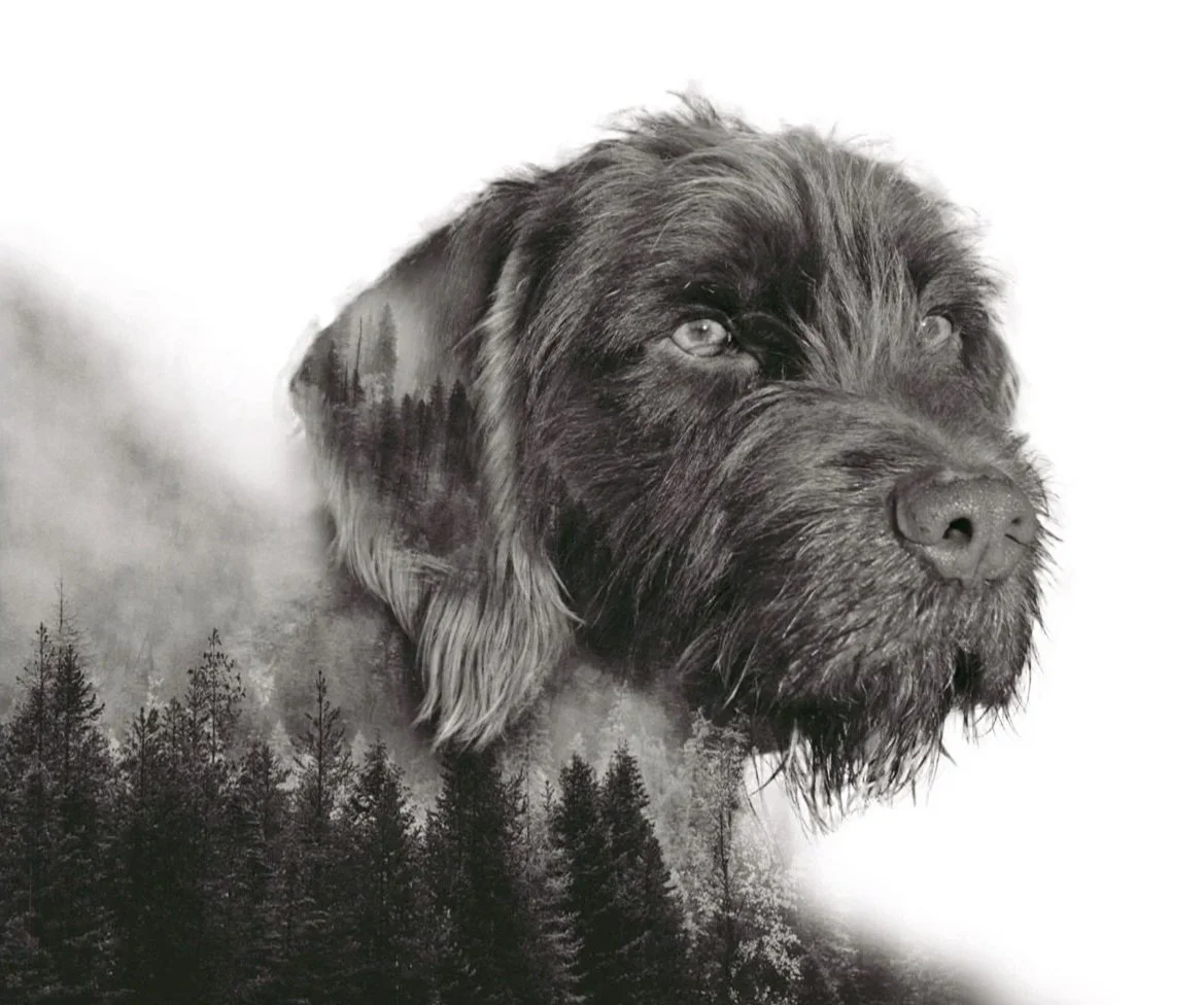 A black and white artwork of a dog with a landscape scene reflected on its face, with trees and mist in the background.