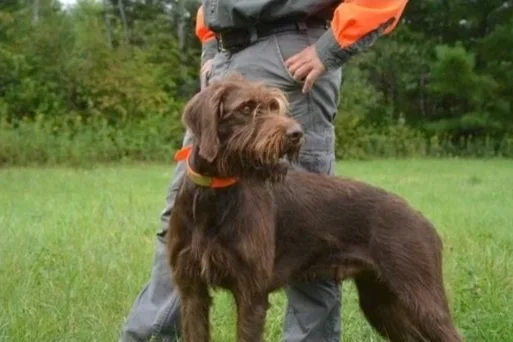 A Pudelpointer standing outdoors on grass with a person in outdoor clothing behind it.