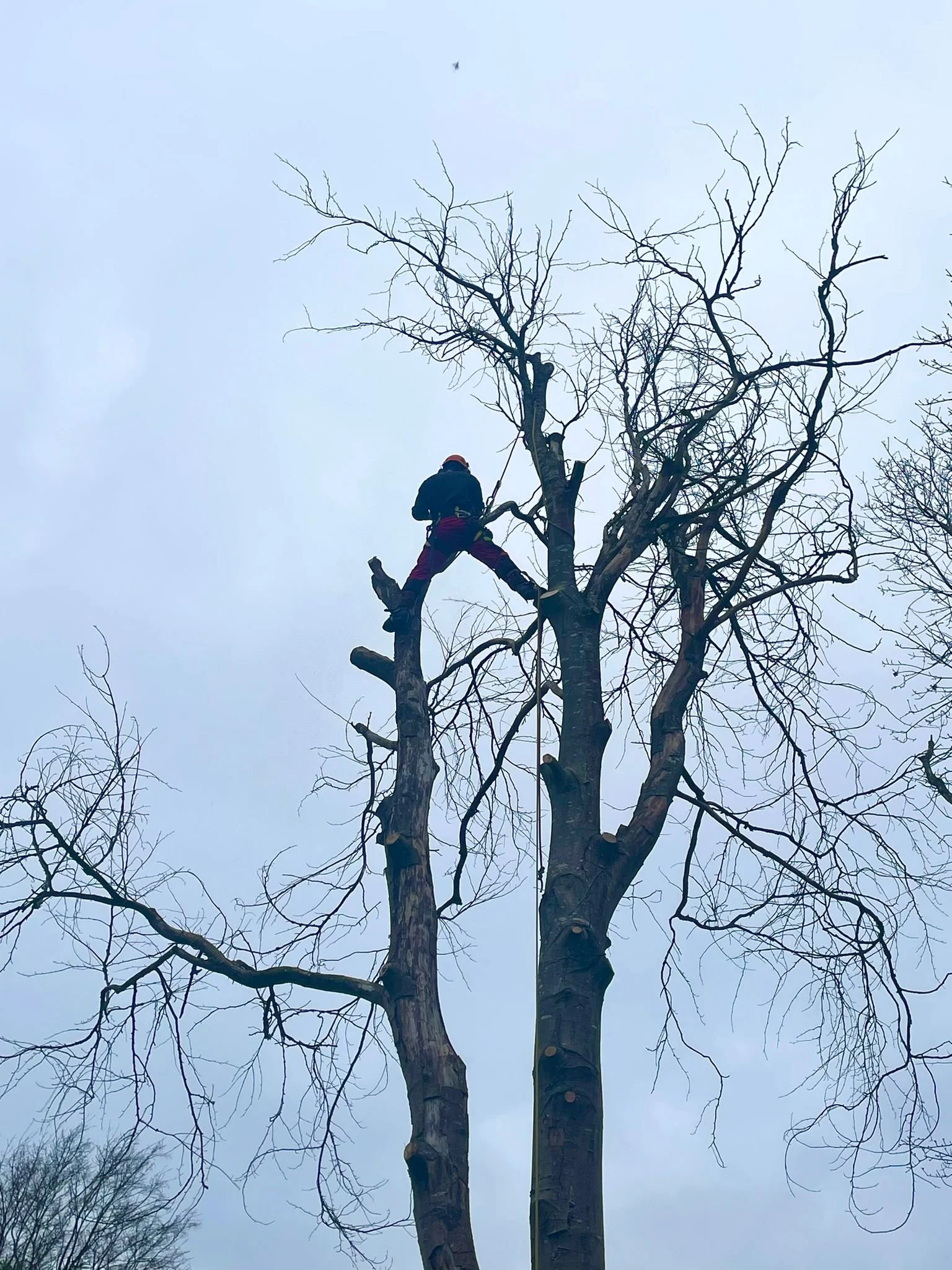 A person wearing safety gear and a helmet is climbing or trimming a tall, leafless tree using ropes and climbing equipment on an overcast day.