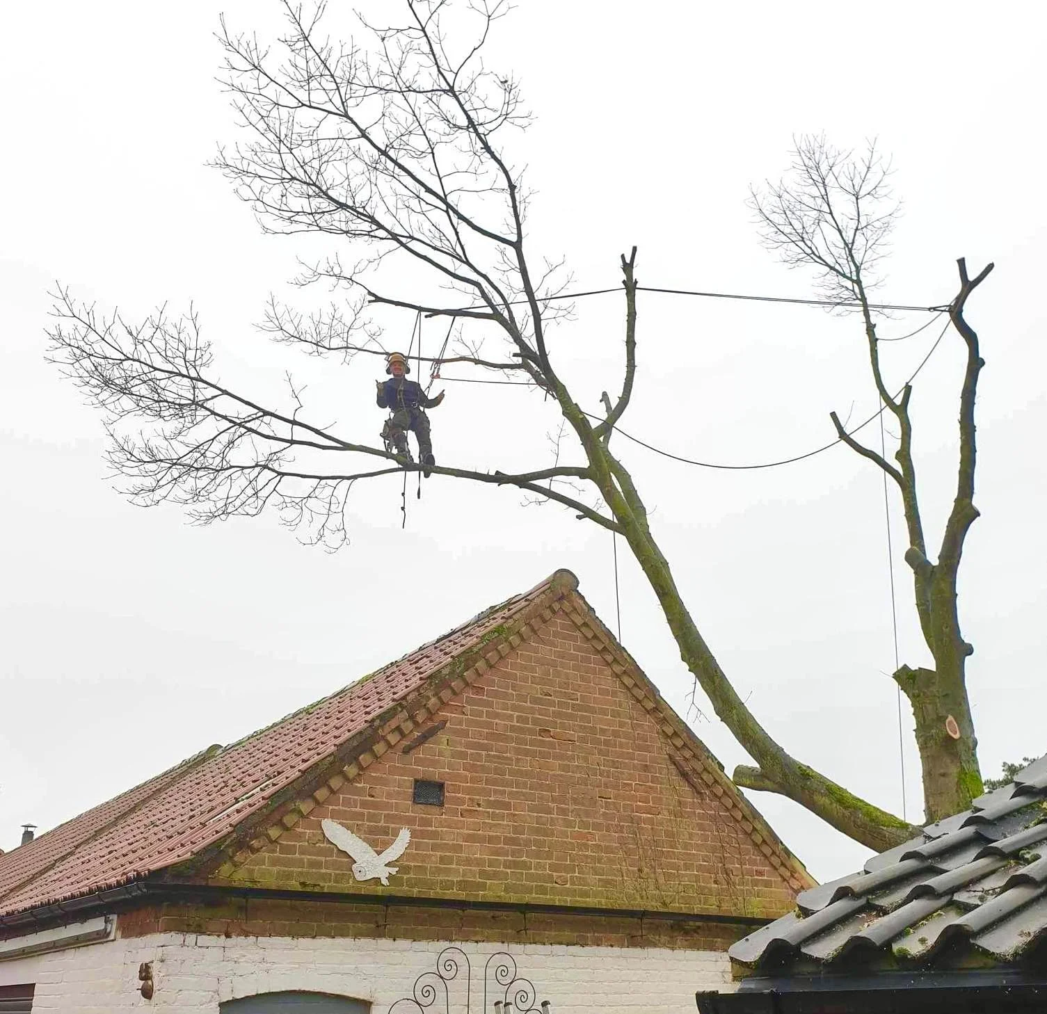 Tree pruning and tree reductions for emergency tree work in Bristol. A worker in safety gear pruning a large, leafless tree next to a residential house on a cloudy day.