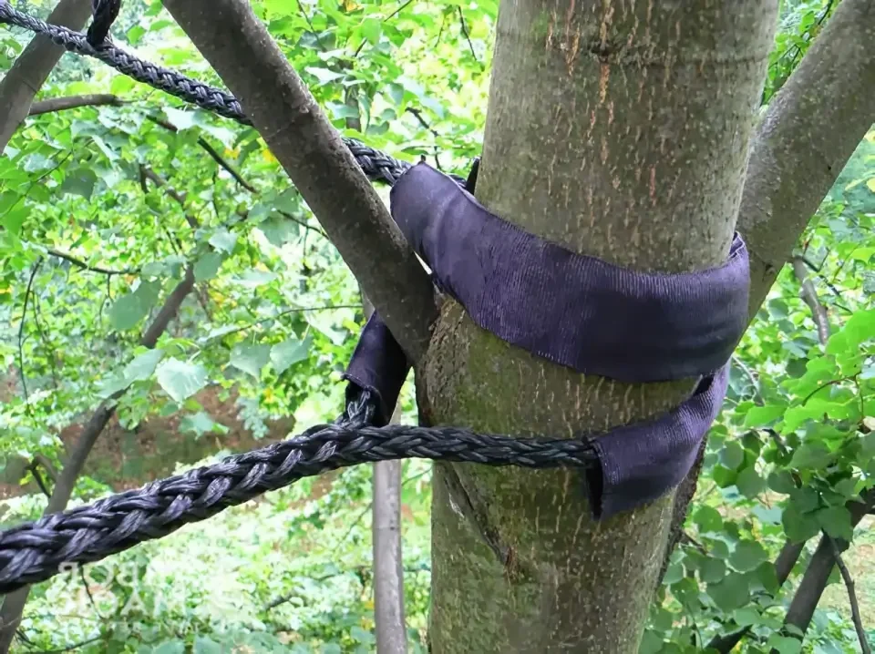 Tree bracing. Tree safety. A tree with a black braided rope wrapped around its trunk, secured with black fabric in a wooded area.
