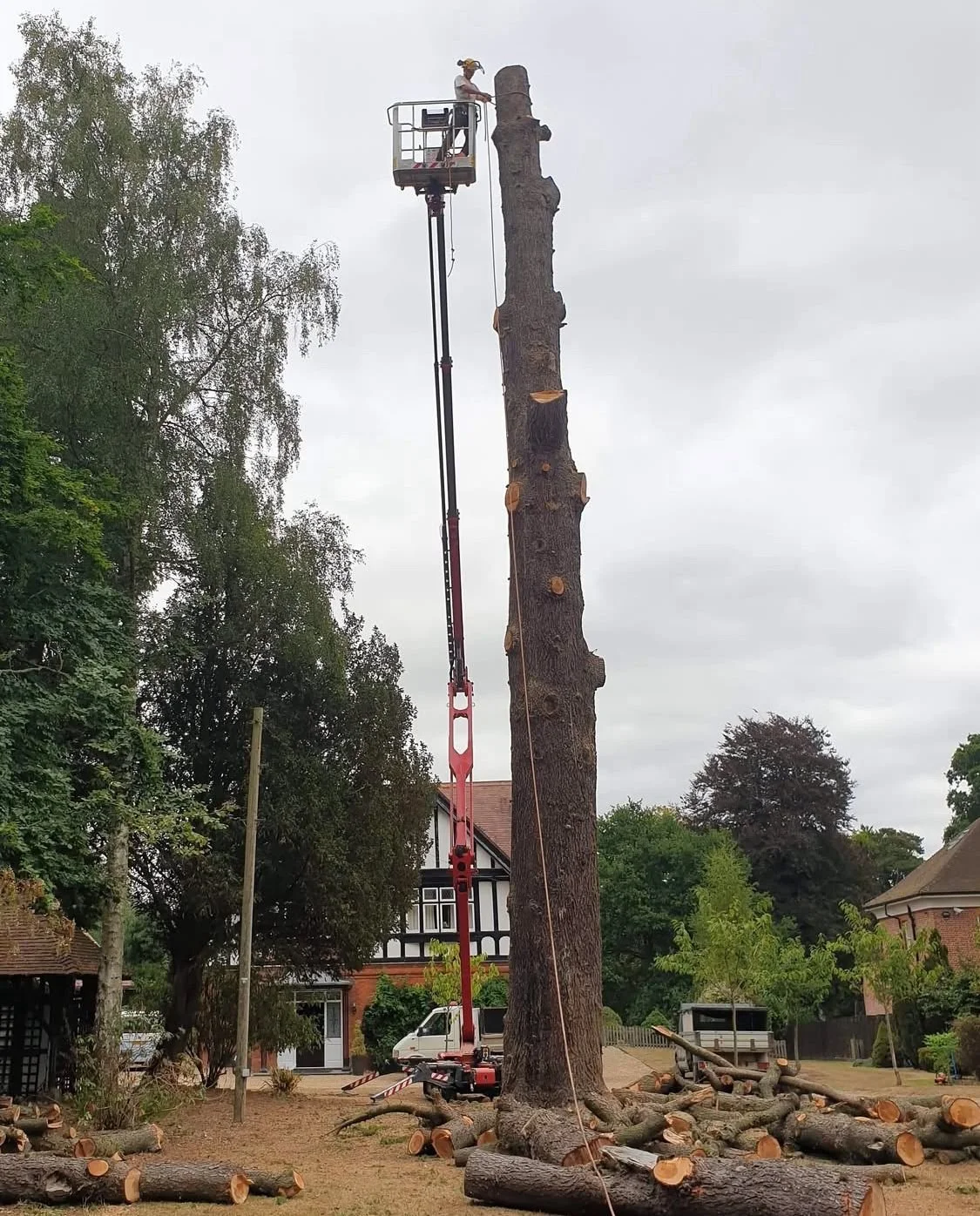 Worker on a lift trimming a tall tree in a residential area, with logs and branches on the ground.