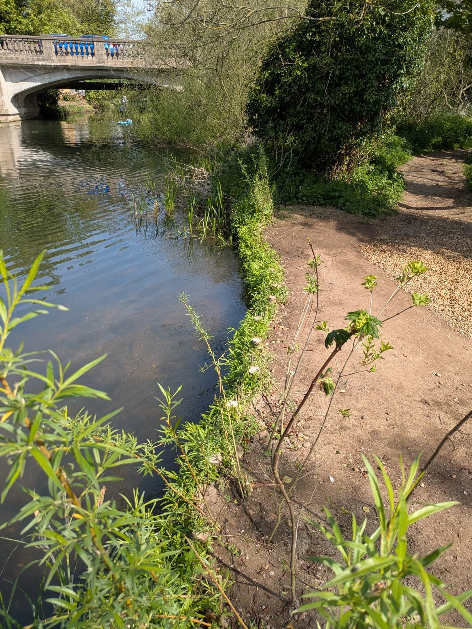 A small river with live willow spiling to protect the river bank as a conservation solution
