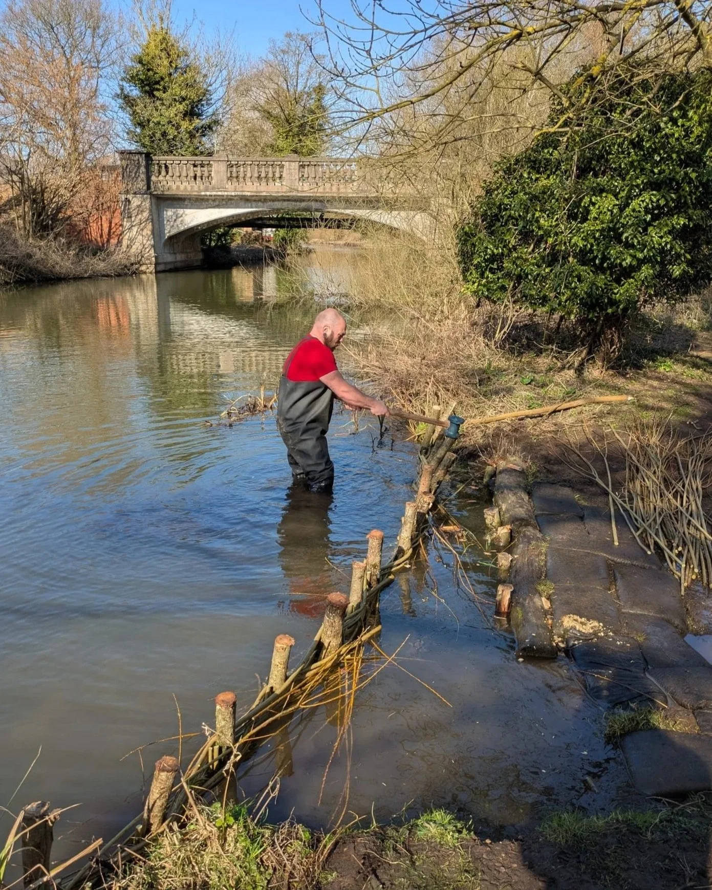 Conservation in bristol. A man working on a willow spiling to control water flow near the riverbank using sustainable conservation methods.