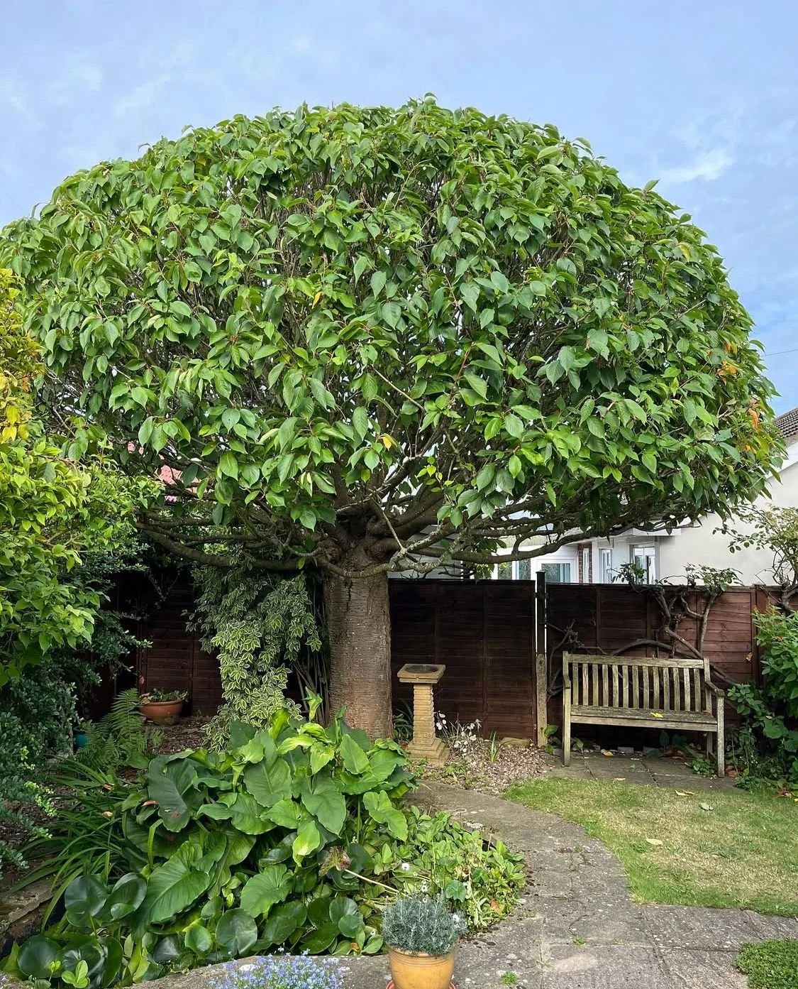 Tree pruning and tree shaping. A backyard garden scene with a large, lush green tree with broad leaves, a wooden bench, a birdbath, and various plants and flowers along a curved stone pathway under a partly cloudy sky.