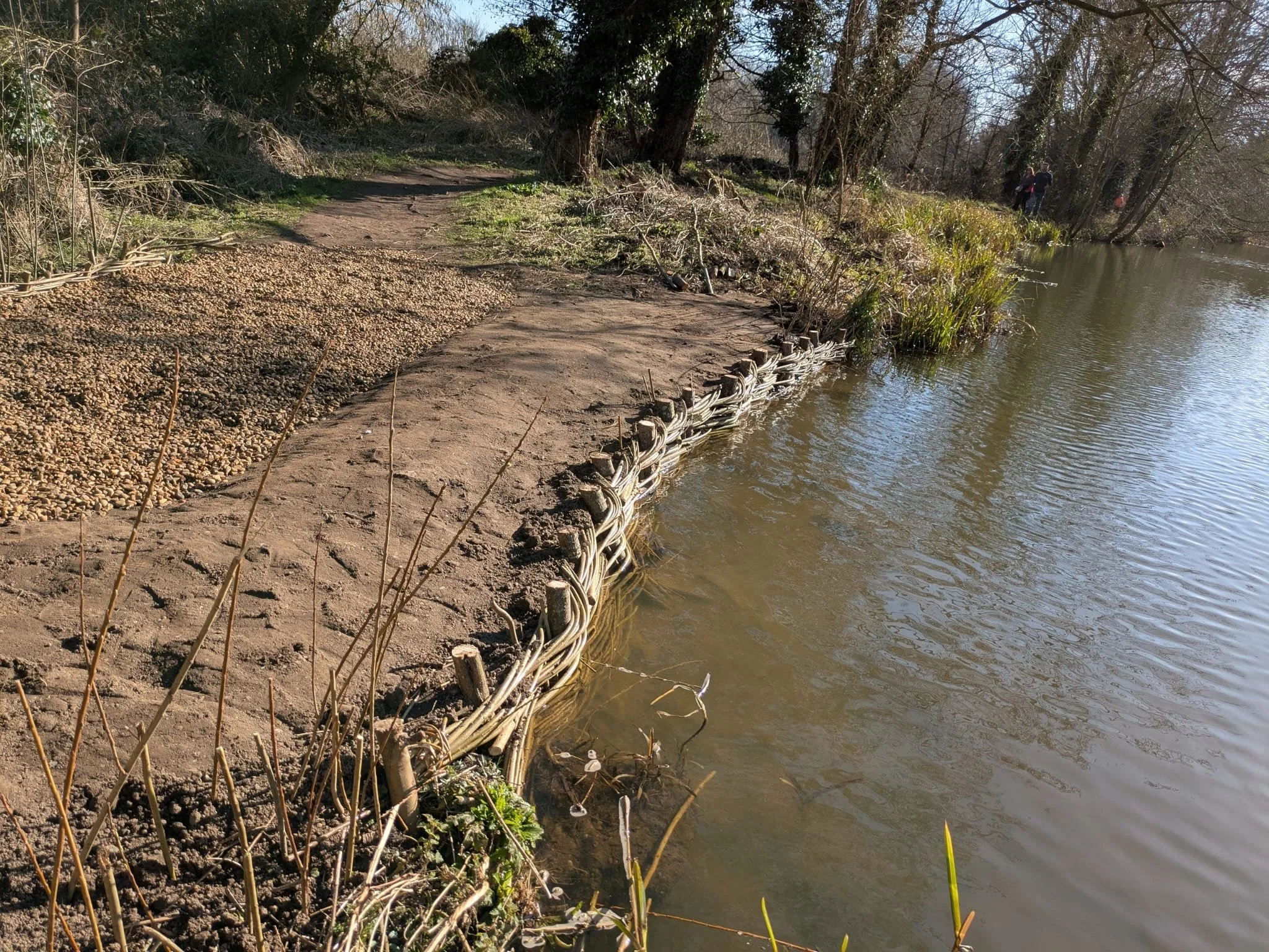 Willow spiling and willow weaving for a conservation project in bristol. A dirt and gravel path runs alongside a body of water in a wooded area with trees and shrubs, and a small group of people visible in the distance.