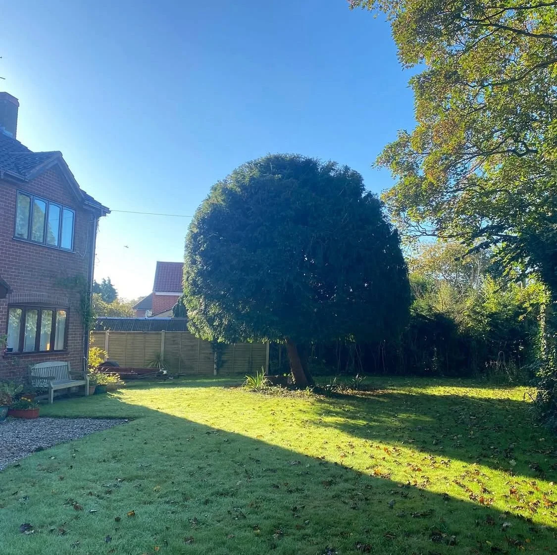 A sunny backyard with a large, rounded tree in the center, a brick house on the left, a green lawn, and a wooden fence in the background.