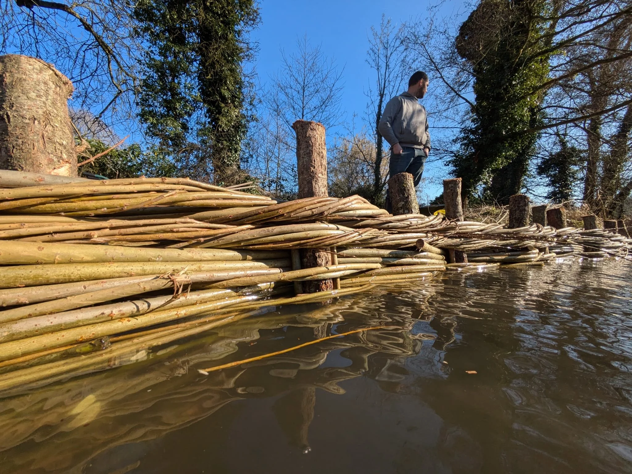 A live willow weaving barrier along a water edge with trees in the background and a clear blue sky.