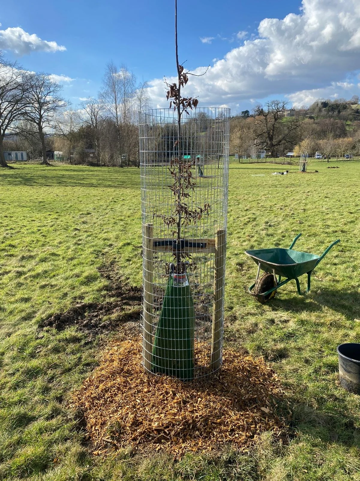 Tree planting for conservation. A newly planted small tree surrounded by a cylindrical wire fence in a grassy park. A green watering can is placed at the base of the tree, and mulch surrounds the planting area.