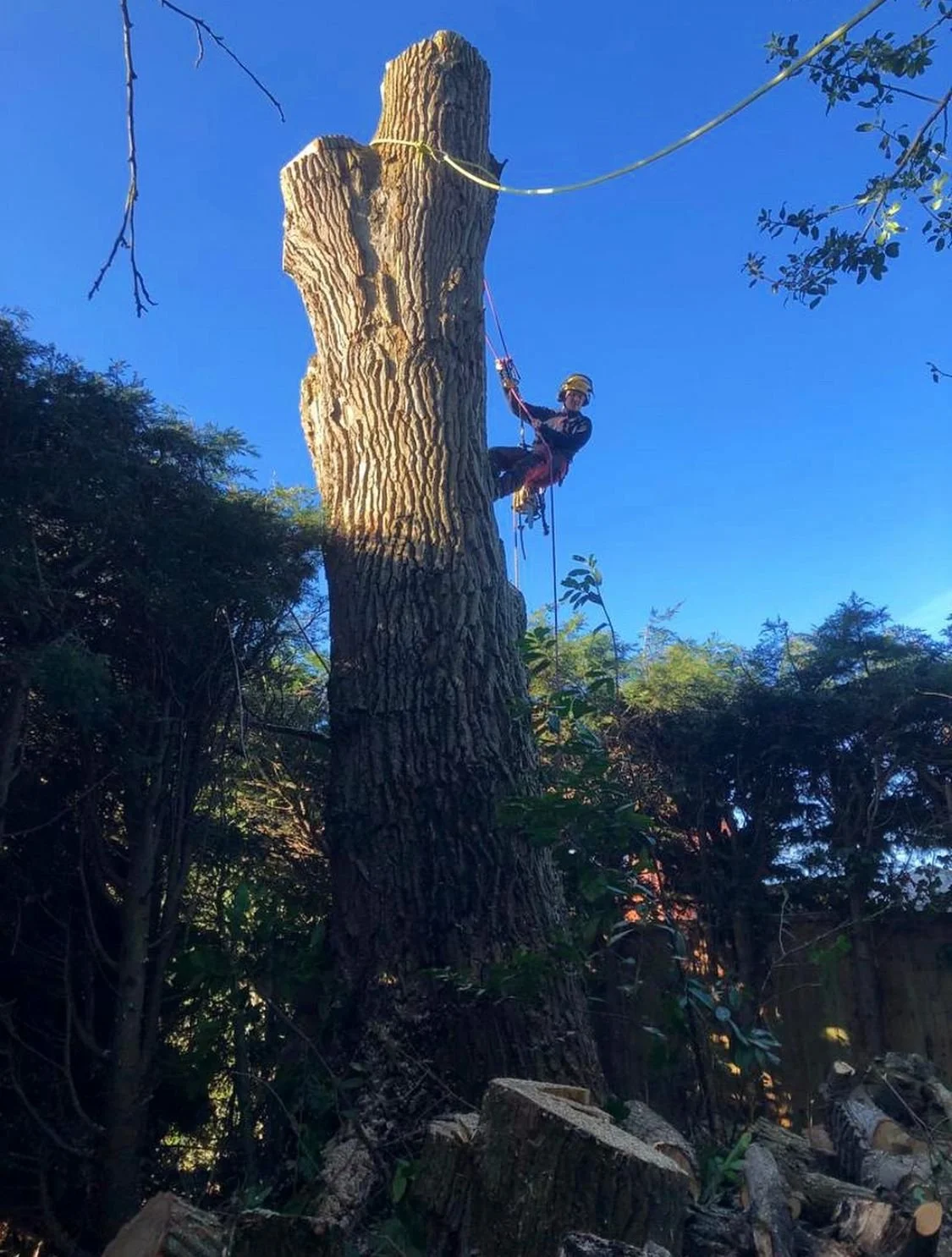 A person wearing a helmet and safety harness climbing a large tree with a thick trunk, using ropes, in an outdoor setting with blue sky and surrounding greenery.