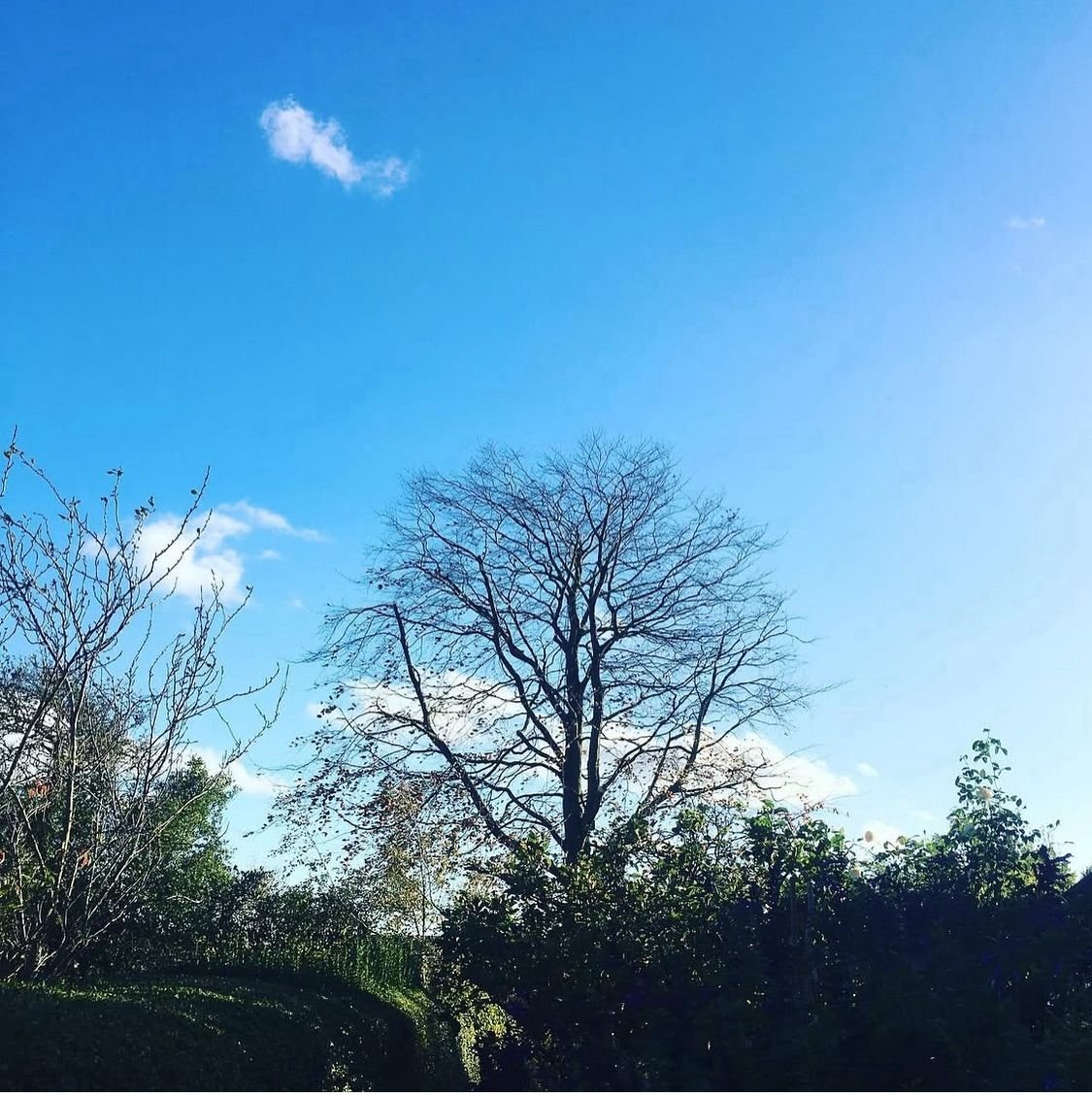 Tree with no leaves under a clear blue sky with a few clouds.