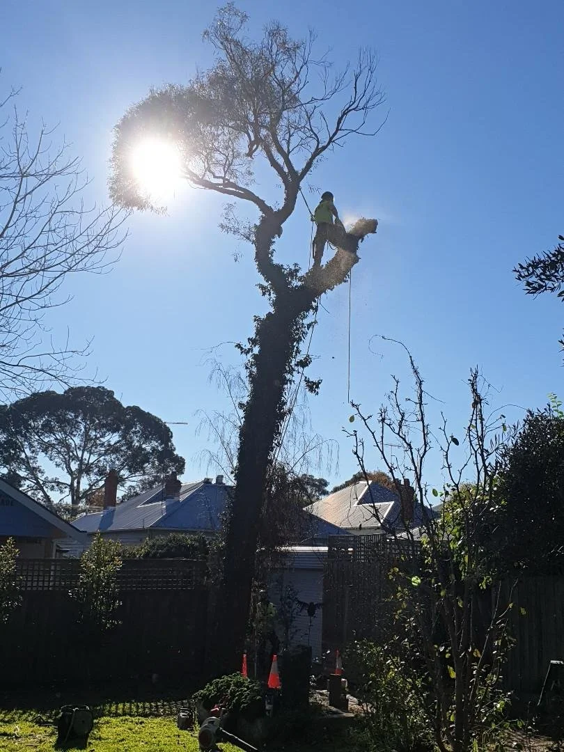 A person climbing a tall, leafless tree in a residential backyard during daytime with the sun shining behind the tree, and houses visible in the background.
