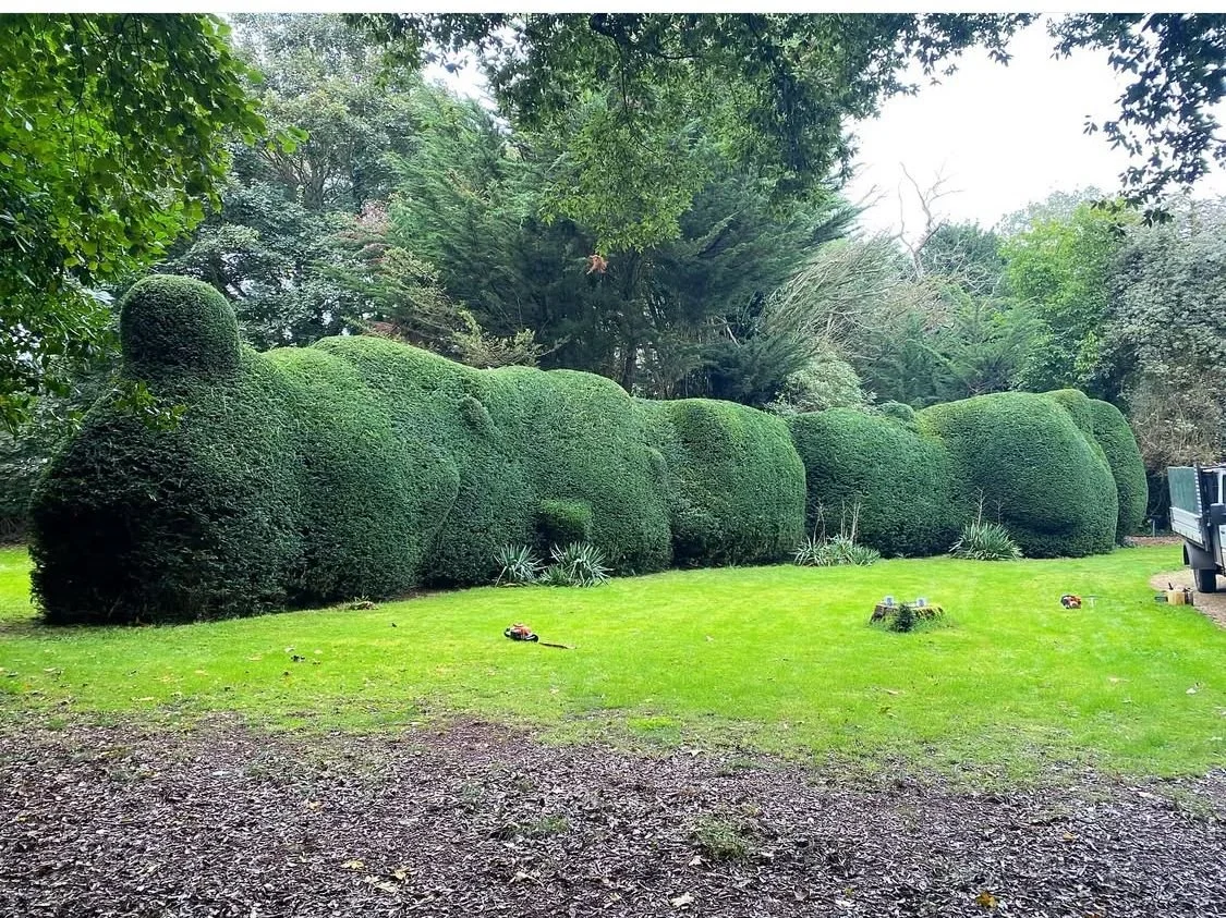 A large hedge shaped and trimmed, situated on a grassy lawn in a garden or park, with trees and shrubbery in the background.