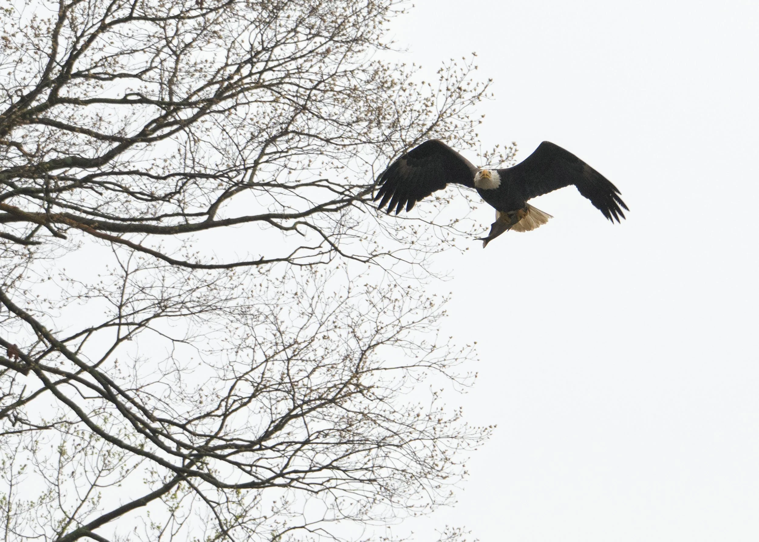 Conowingo_Eagles_20260416_03.jpg
