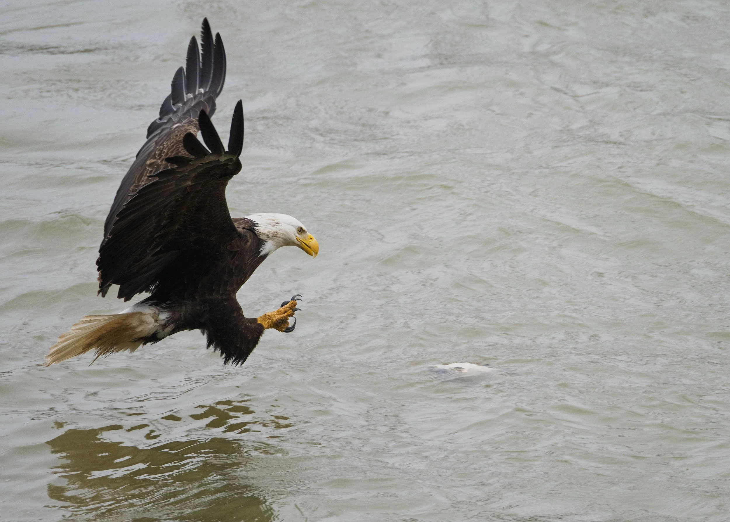 Conowingo Dam, MD - April 2026