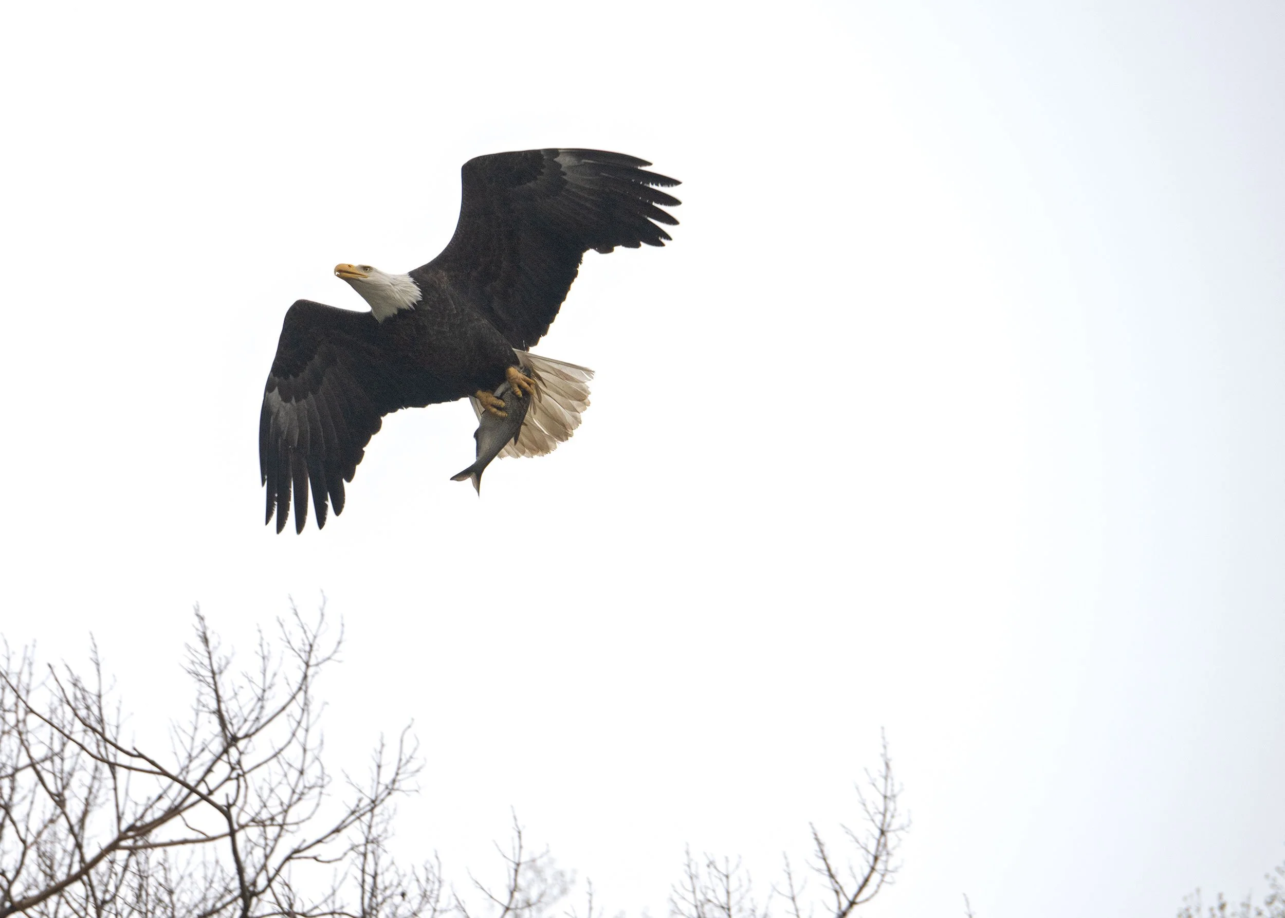 Conowingo_Eagles_20260403_04.jpg