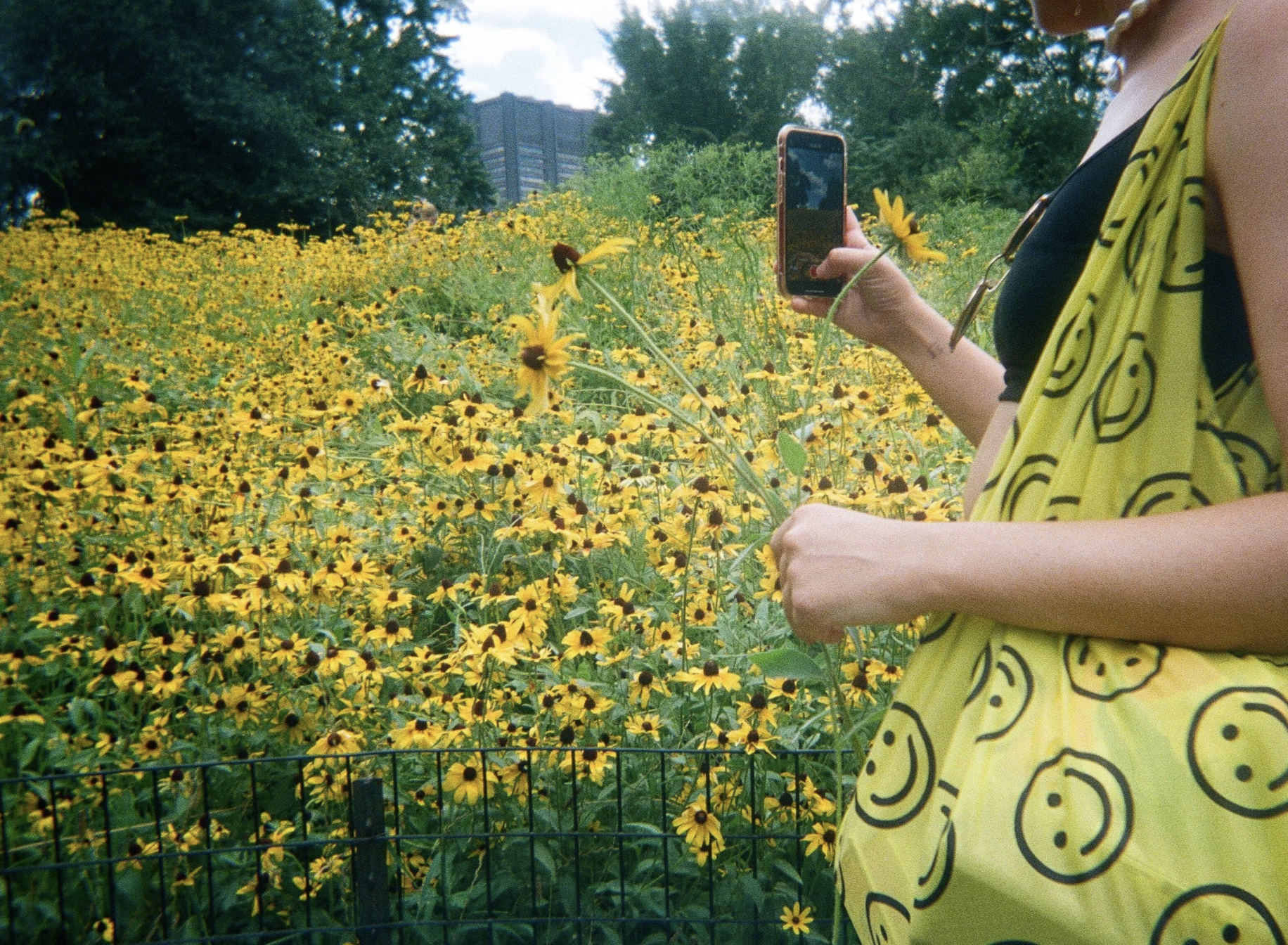 A person taking a photo of a field of yellow flowers with a smartphone in an outdoor park setting.