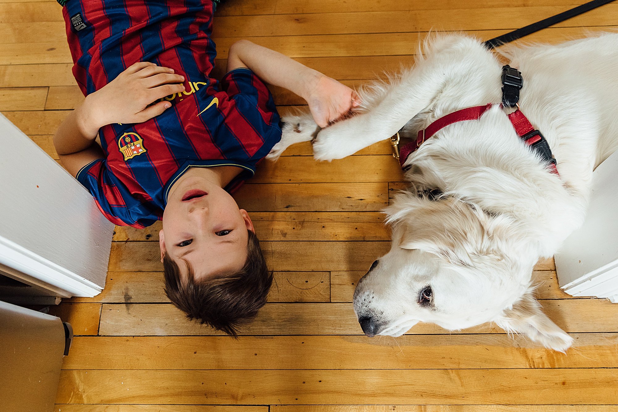 A young boy lying on a wooden floor with a white dog, petting its face with his hand, both looking at each other. The boy is wearing a red and blue striped soccer jersey.