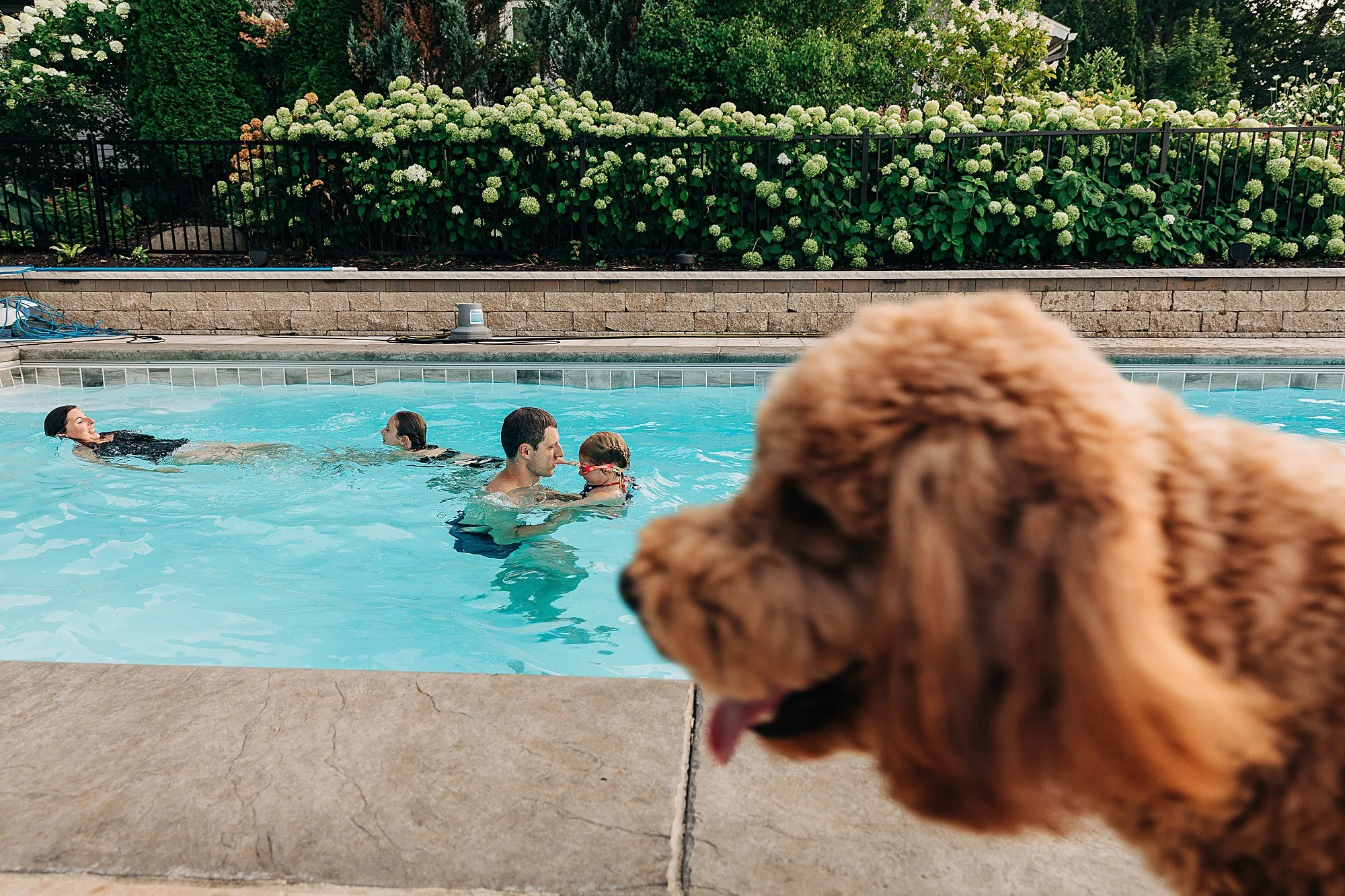 family of 4 swimming in pool while family dog enters camera frame