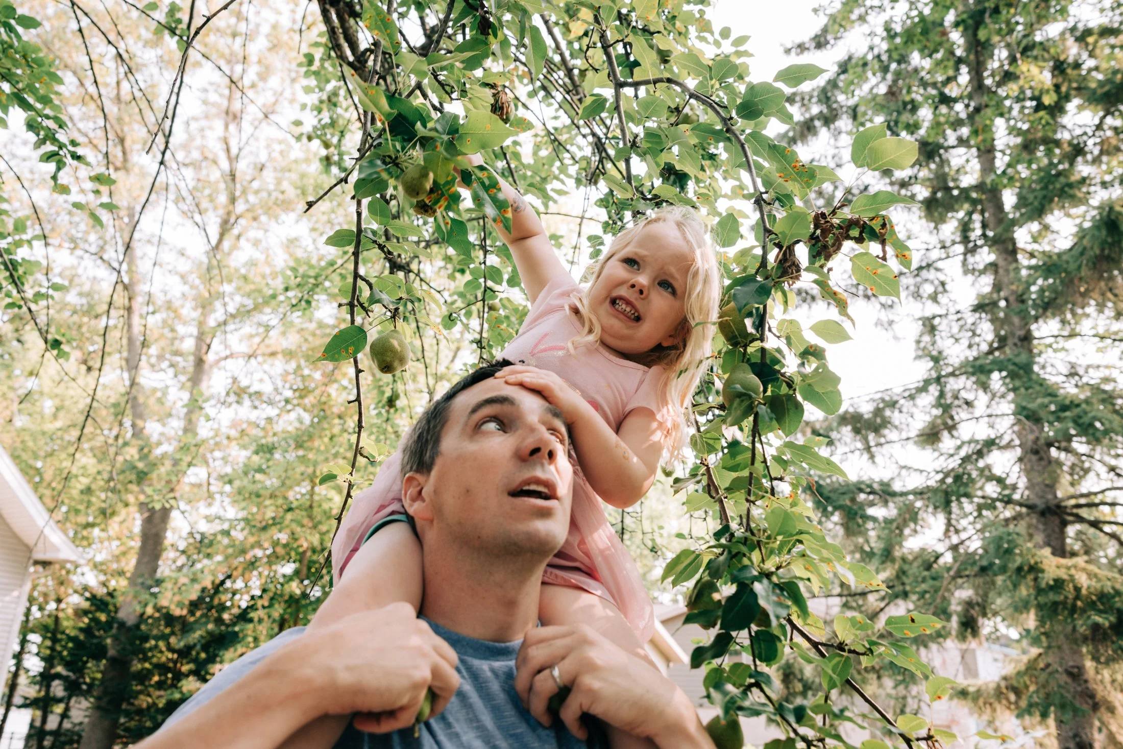 A man gives a piggyback ride to a young girl in an orchard with green leaves and pears. The girl appears excited and is reaching towards the tree's branches, while the man looks up at her with a smile.