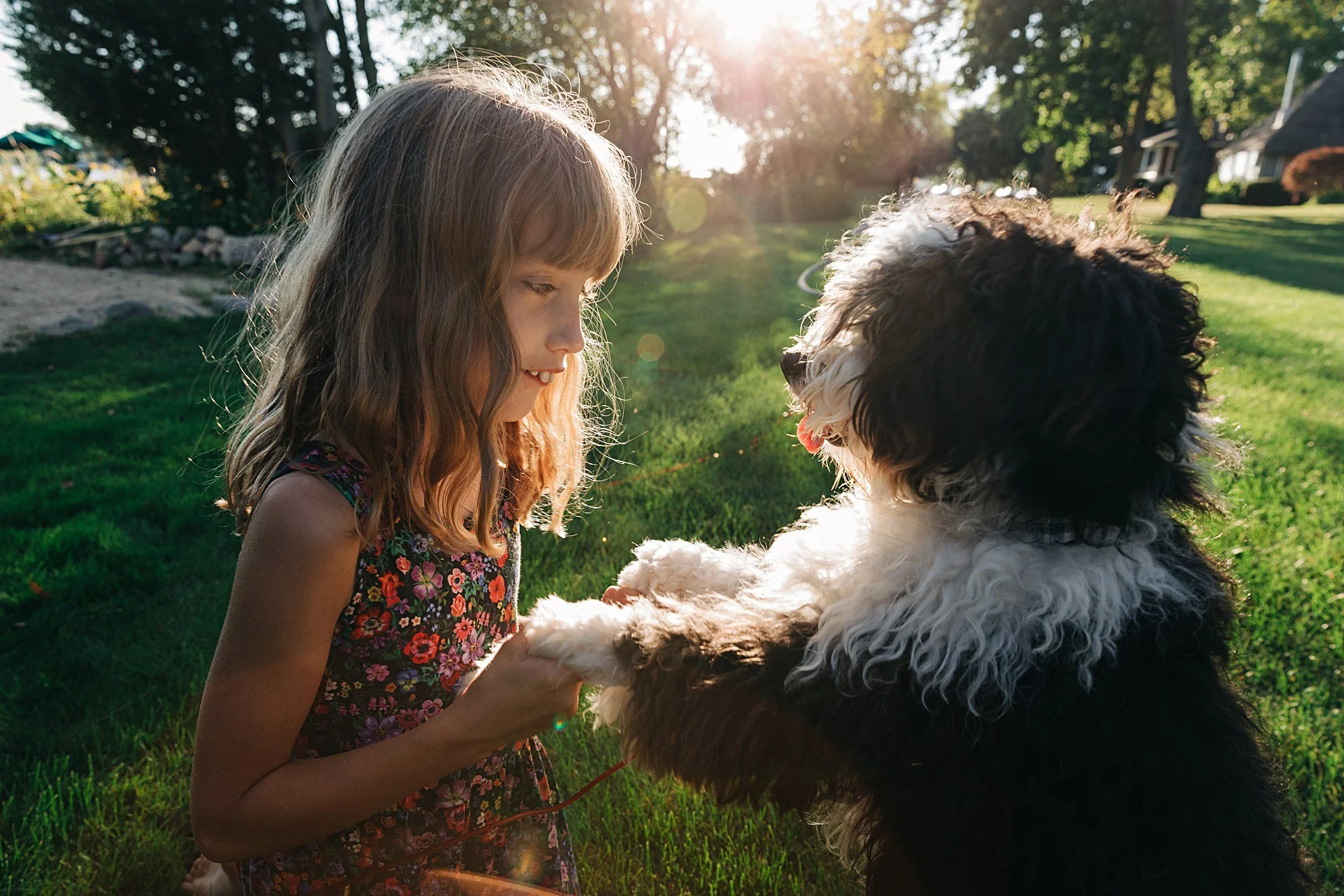 A young girl with brown hair in a floral dress playing with a black and white puppy on a grassy lawn during sunset.