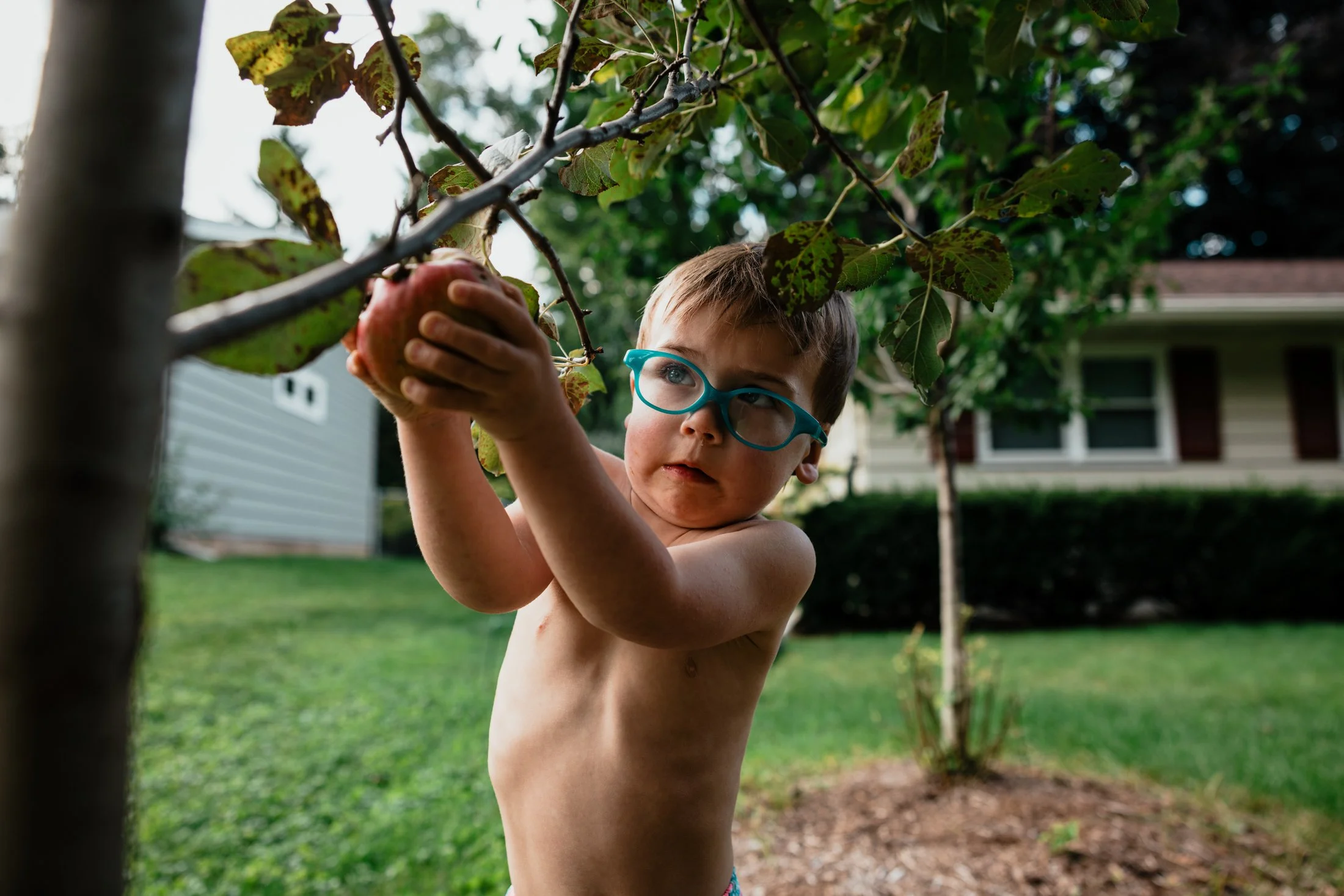 A young boy wearing glasses and no shirt is reaching up to pick an apple from an apple tree in a backyard with a house and bushes in the background.