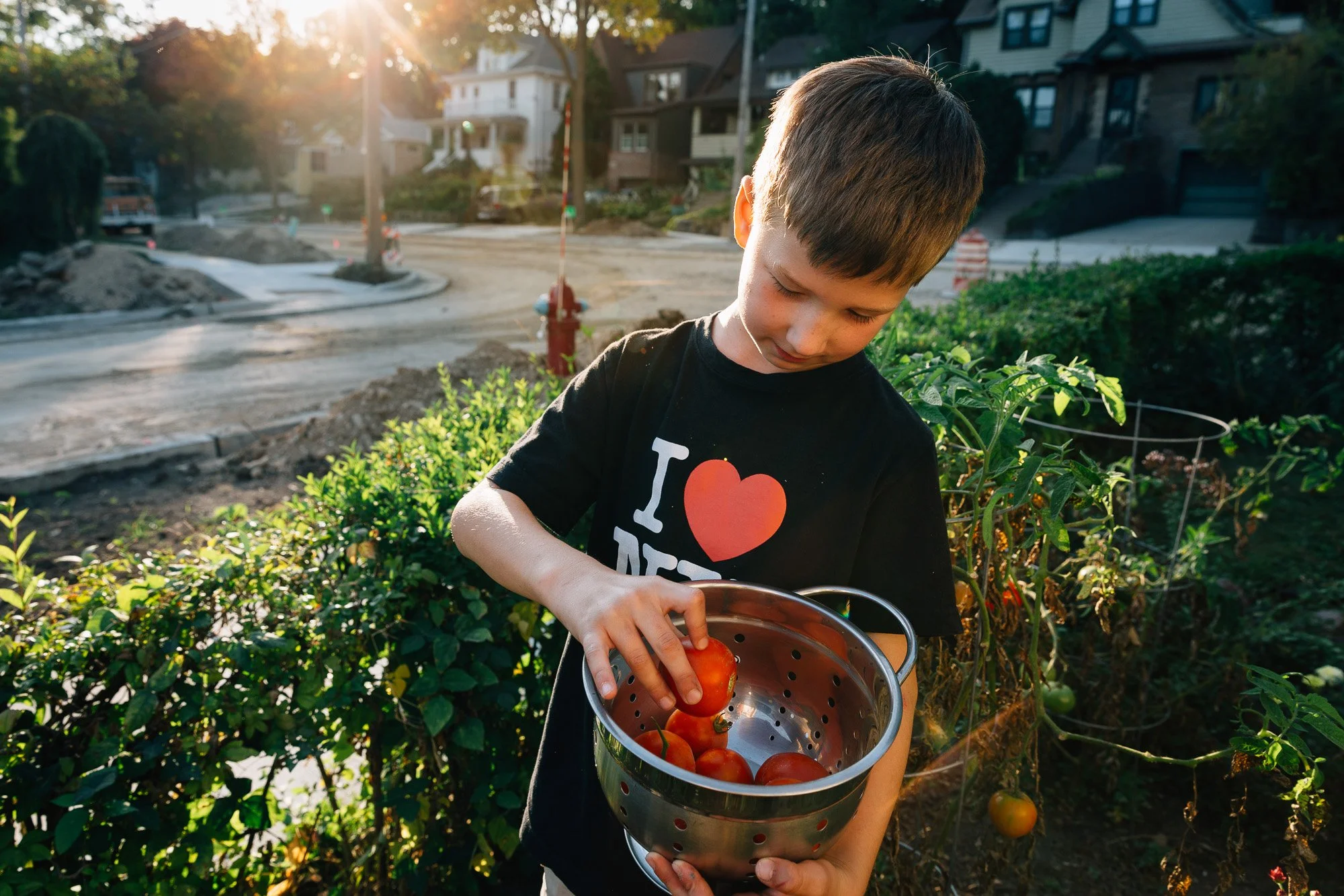 A young boy with brown hair wearing a black T-shirt with the words 'I love NYC' and a red heart, holding a metal colander filled with freshly picked tomatoes in a garden during sunset.