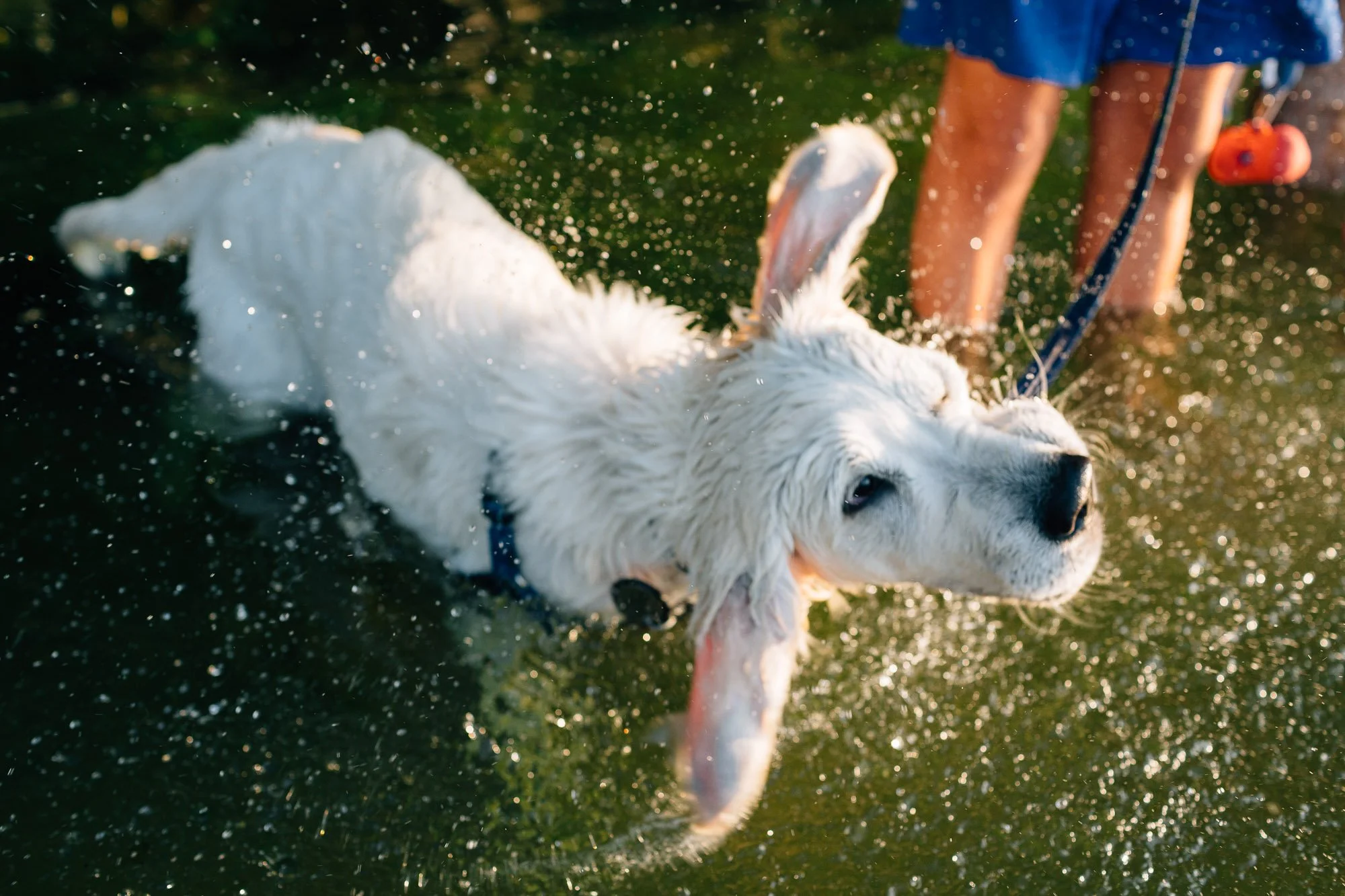 A white dog swimming in water with a person standing nearby, holding the dog on a leash.